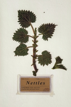 watch free Nettles hd online